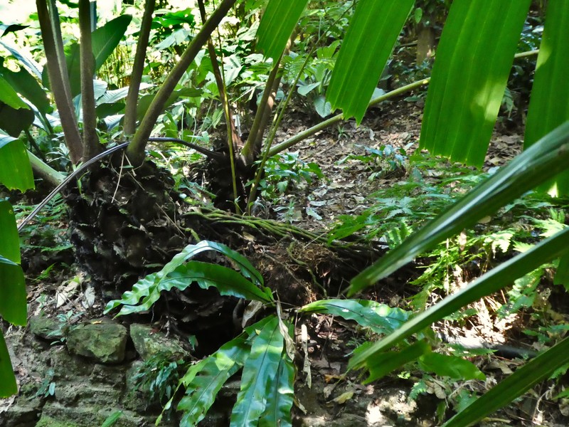 Oriental Vessel Fern photo 7