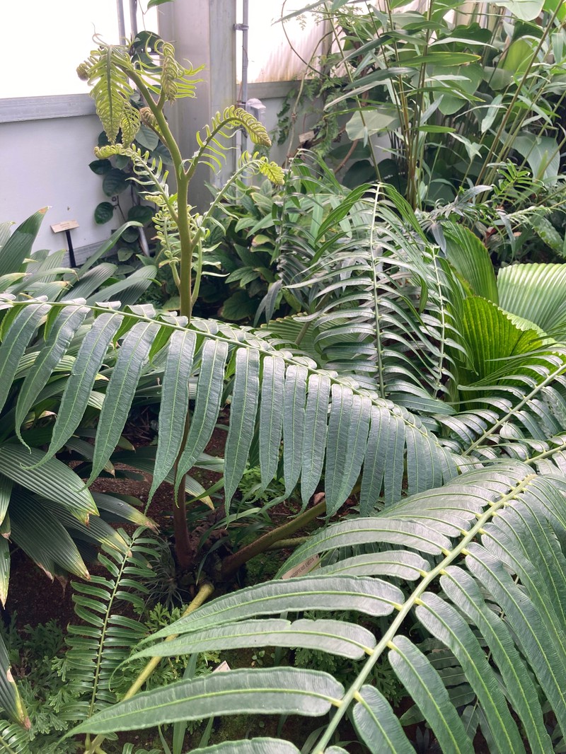 Oriental Vessel Fern photo 8