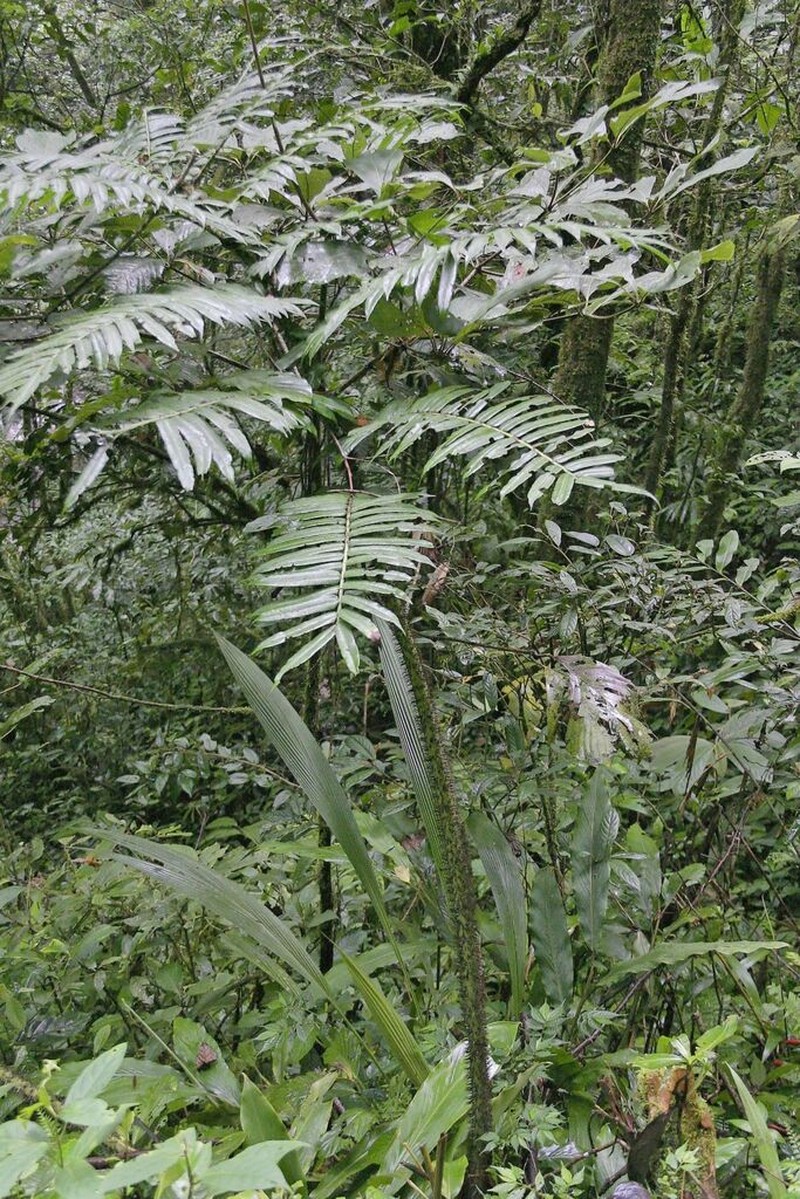 Angiopteris ferox photo 3