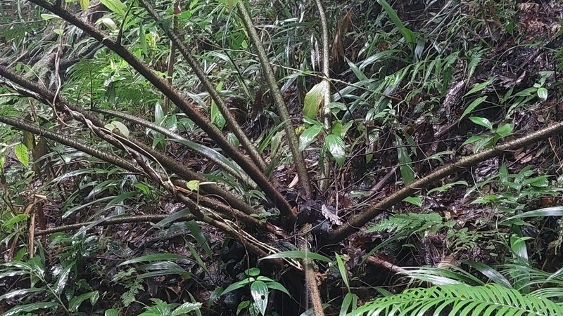 Angiopteris ferox photo 4