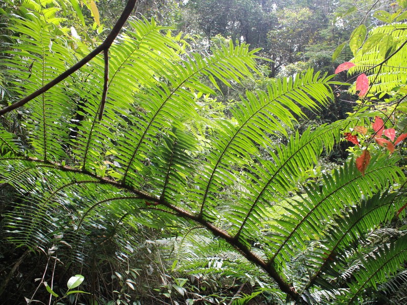 Angiopteris ferox photo 5