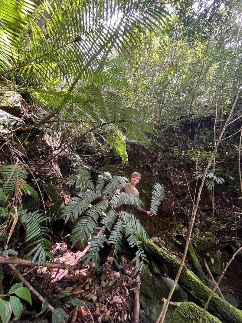 Angiopteris ferox photo 6