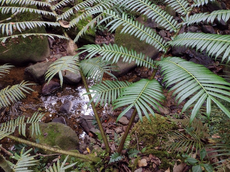 Angiopteris ferox