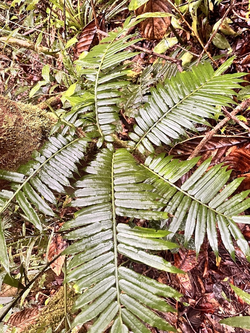 Angiopteris ferox photo 2