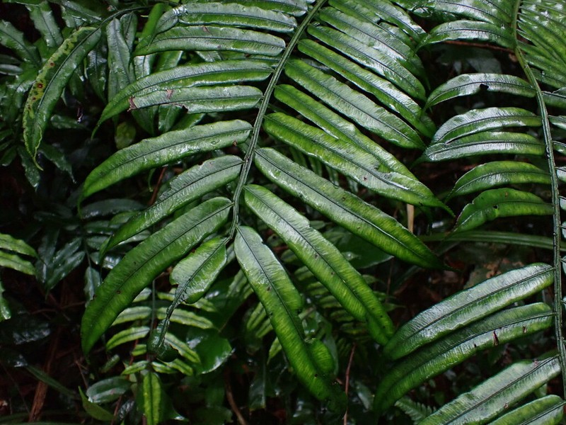 Angiopteris fokiensis
