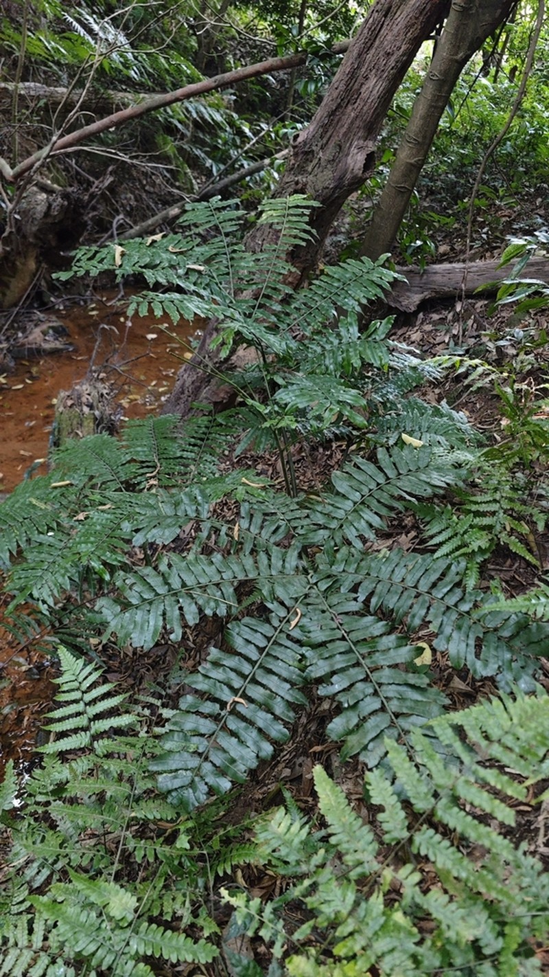 Angiopteris fokiensis photo 2