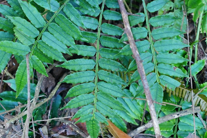 Angiopteris fokiensis photo 3