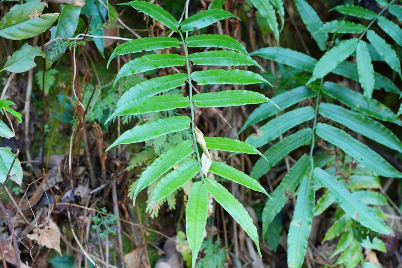 Angiopteris fokiensis photo 4