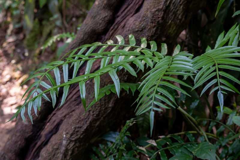 Angiopteris fokiensis photo 5