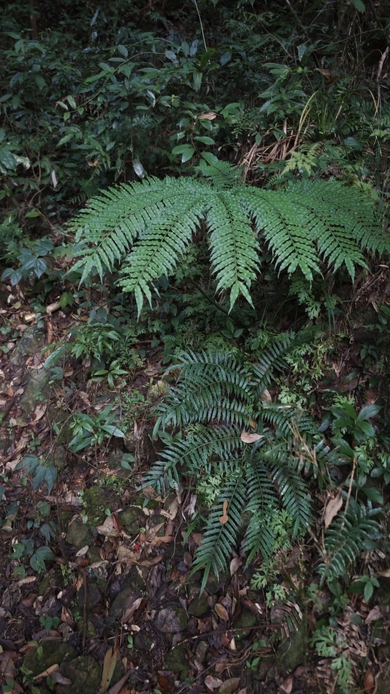 Angiopteris fokiensis photo 6