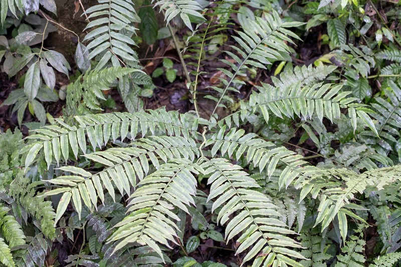 Angiopteris fokiensis photo 7
