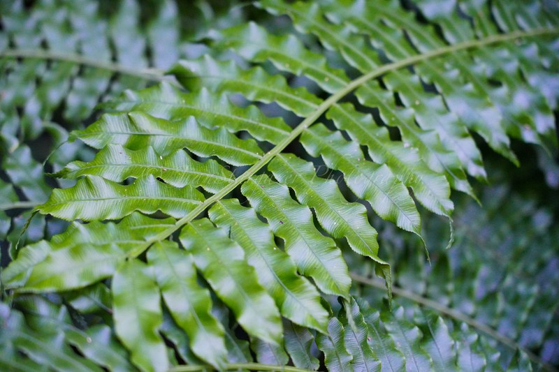 Angiopteris fokiensis photo 8
