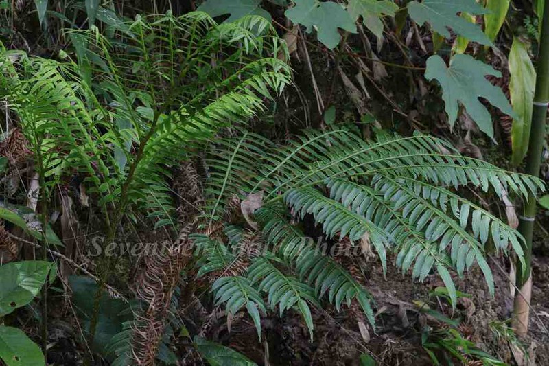 Angiopteris fokiensis