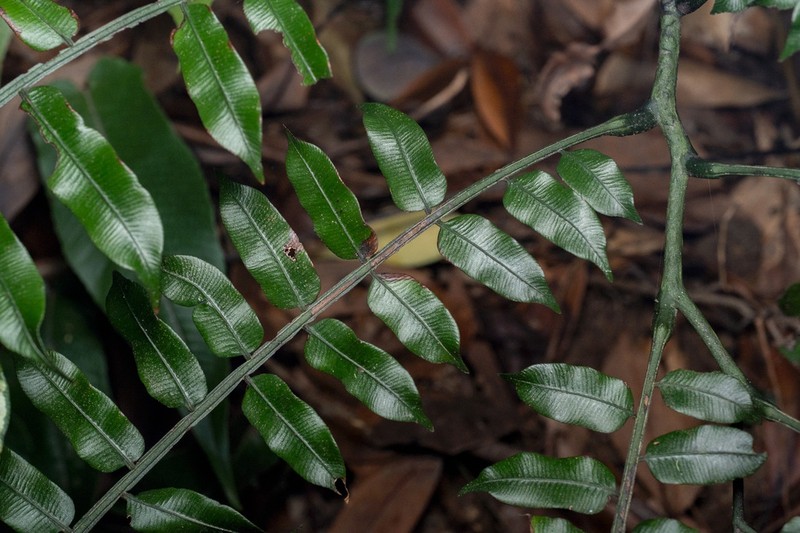 Angiopteris fokiensis photo 2