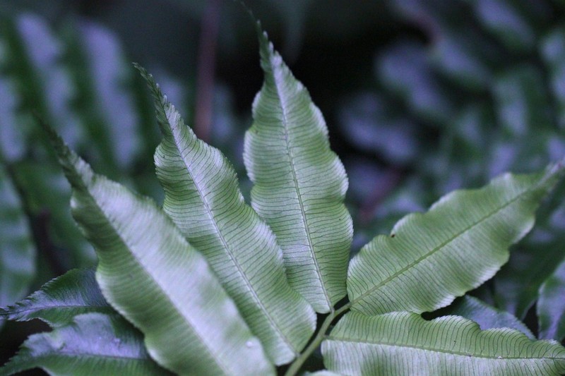 Angiopteris fokiensis photo 3