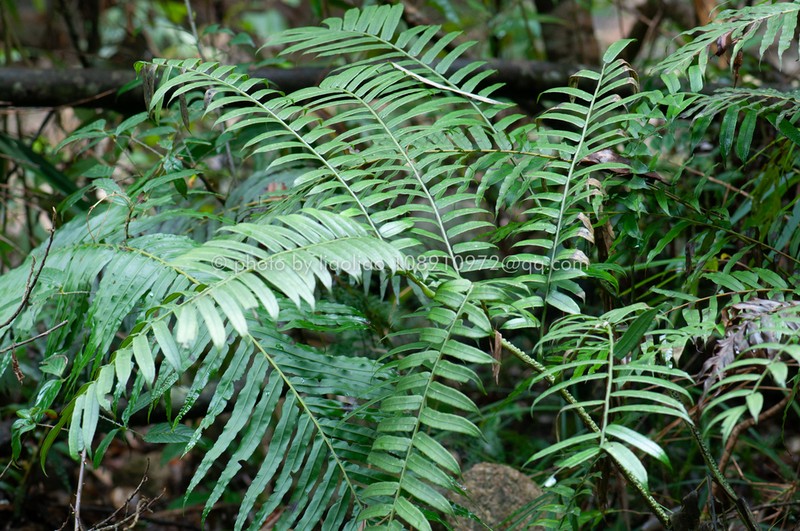 Angiopteris fokiensis photo 4