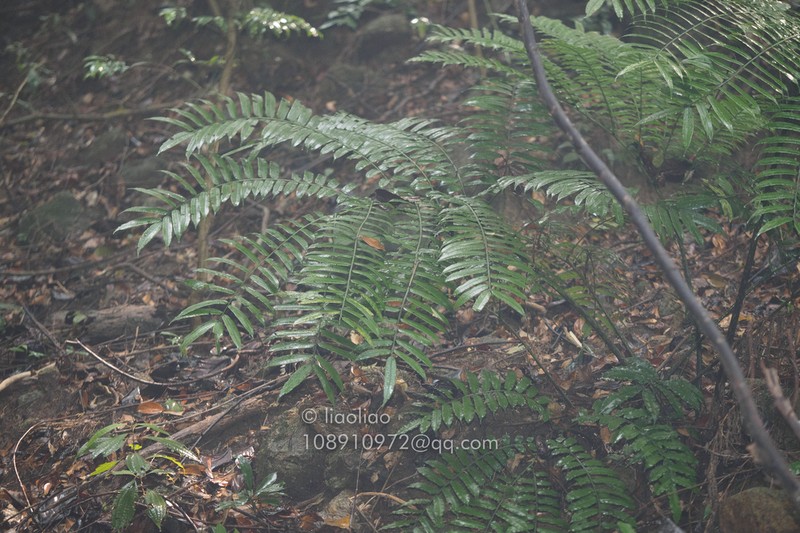 Angiopteris helferiana