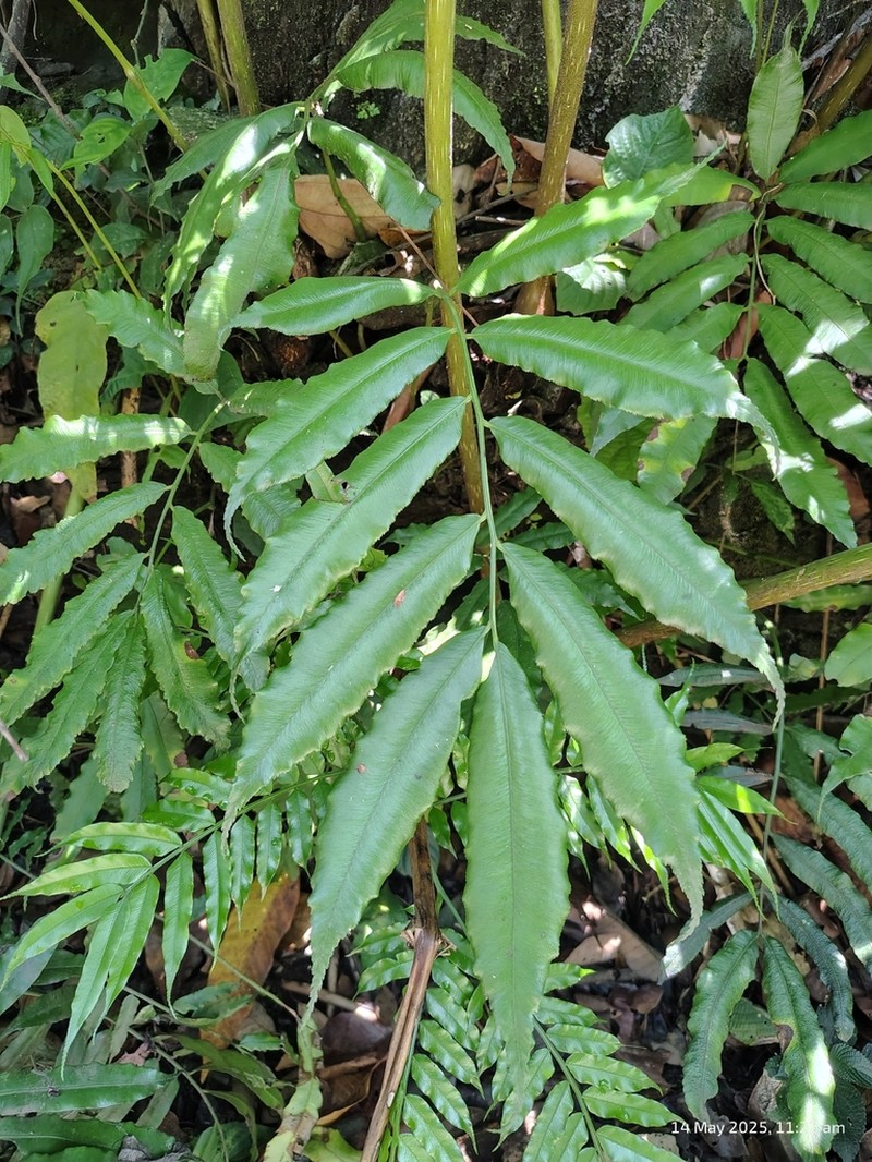 Angiopteris helferiana photo 3