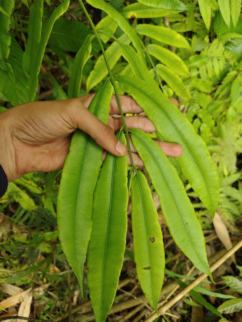 Angiopteris helferiana photo 4
