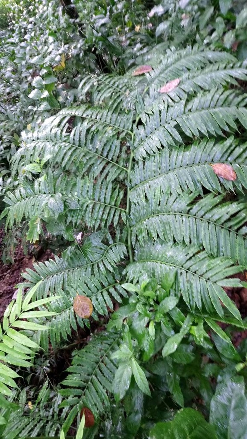 Angiopteris helferiana photo 5