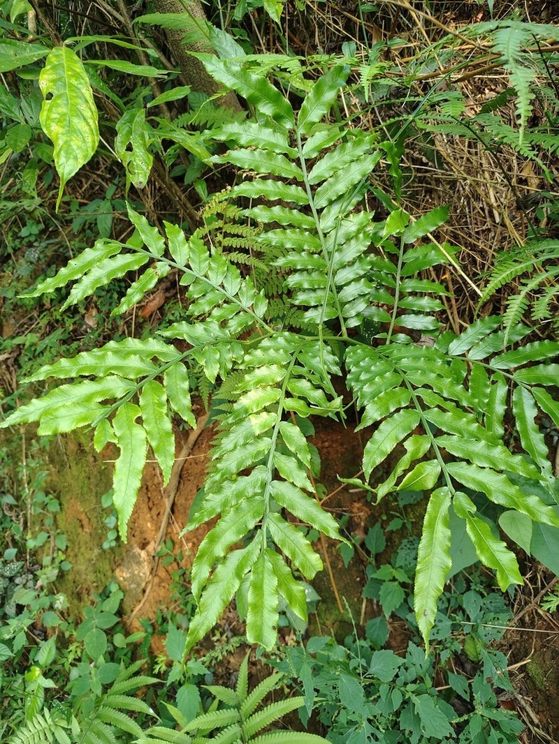 Angiopteris helferiana photo 6