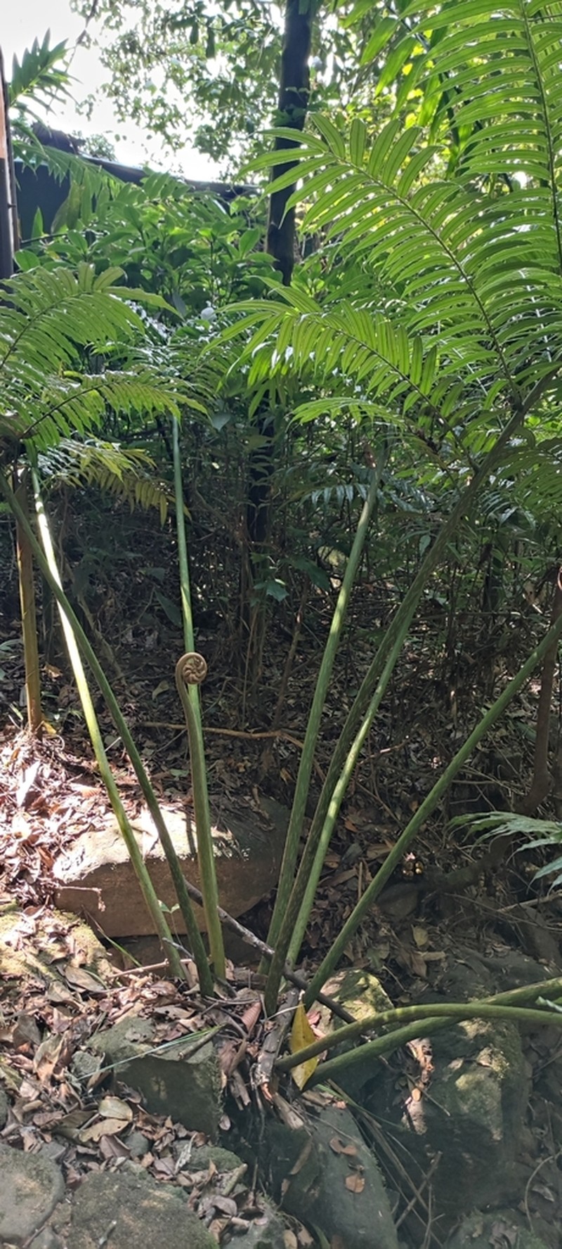 Angiopteris helferiana photo 8