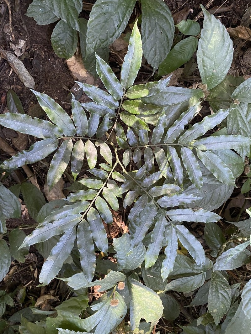 Angiopteris hokouensis