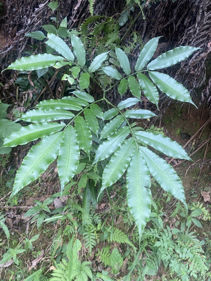 Angiopteris hokouensis photo 2