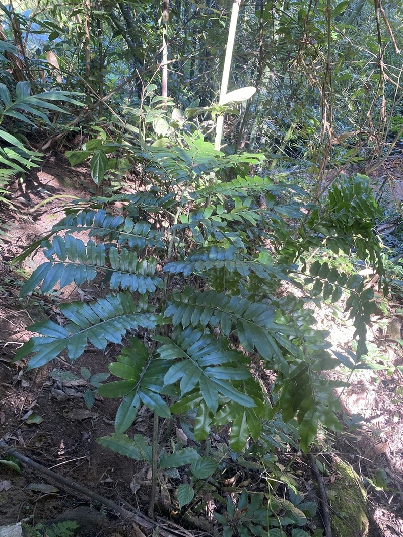 Angiopteris hokouensis photo 3