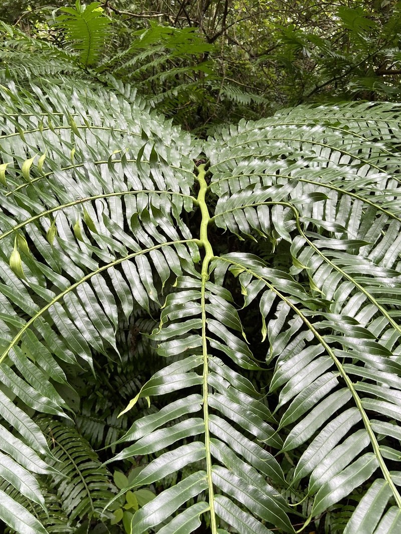 Angiopteris hokouensis photo 4