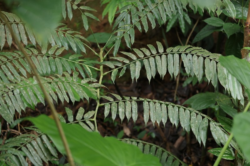 Angiopteris hokouensis photo 5