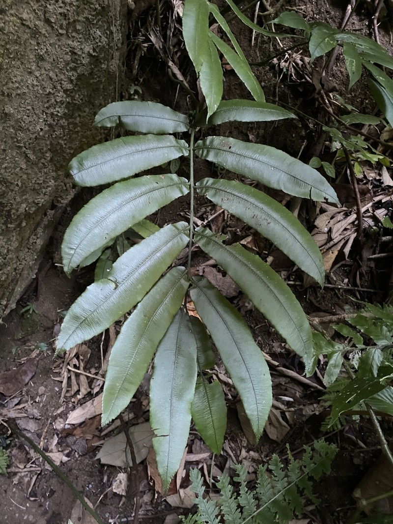 Angiopteris hokouensis photo 6