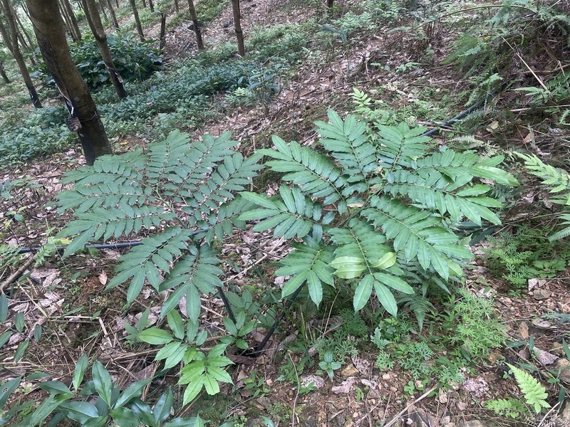 Angiopteris hokouensis photo 7