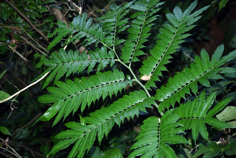 Angiopteris hokouensis photo 8