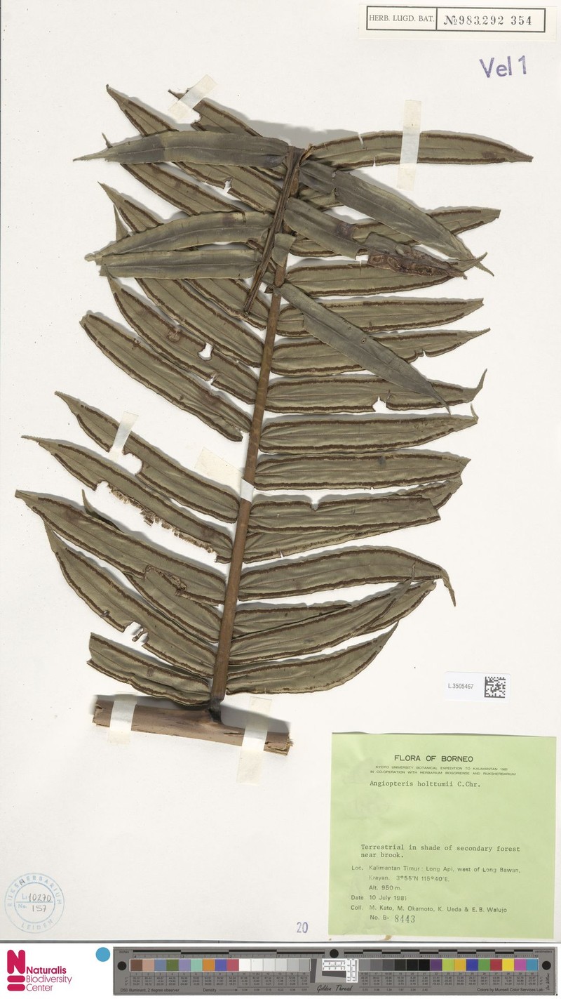 Angiopteris holttumii