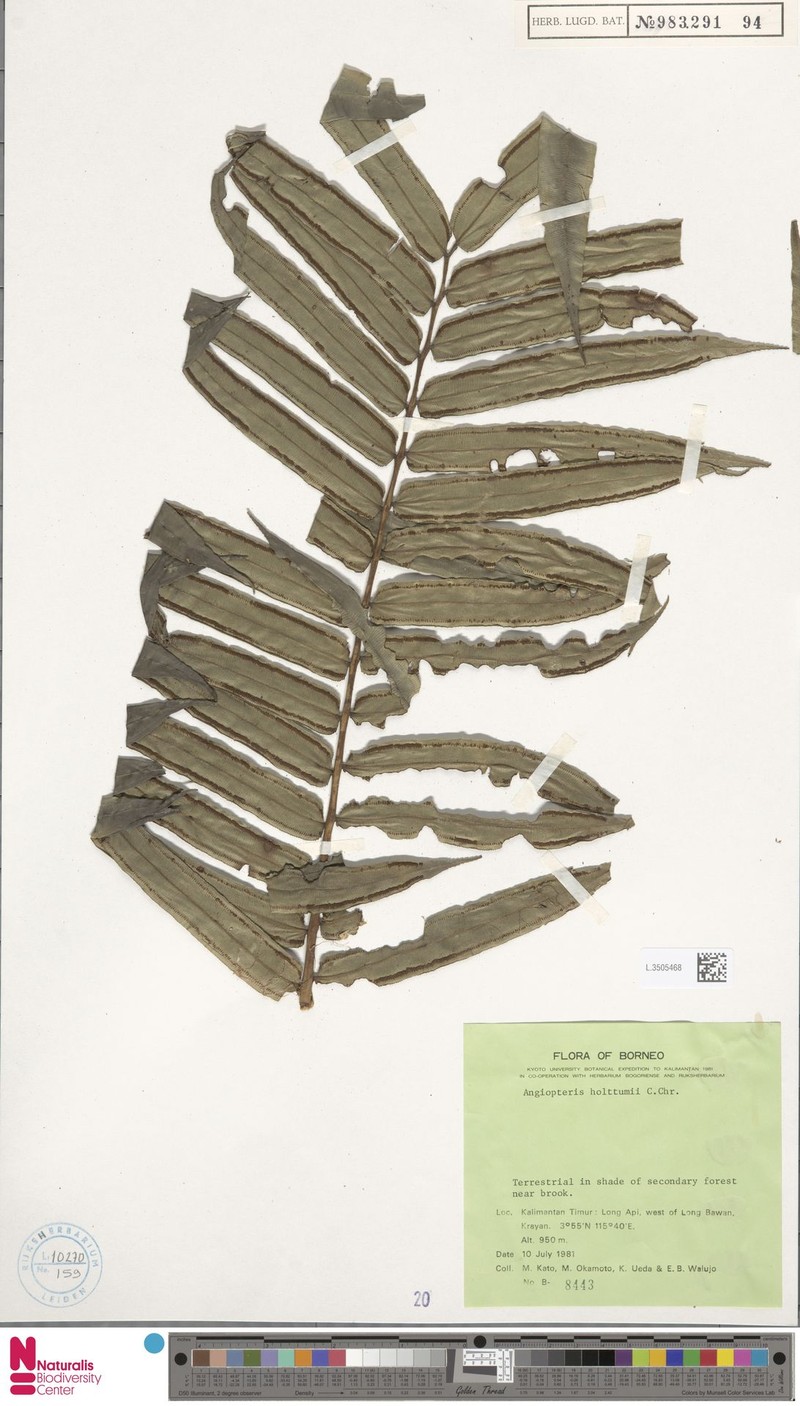 Angiopteris holttumii photo 3