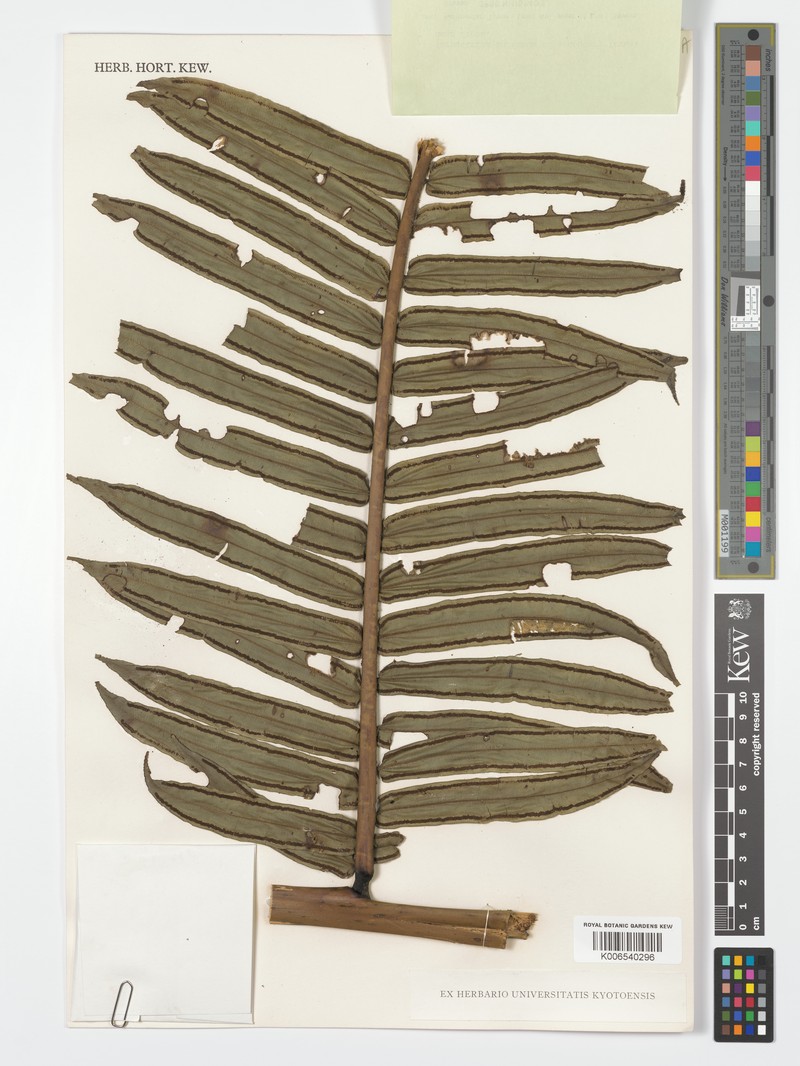 Angiopteris holttumii photo 4