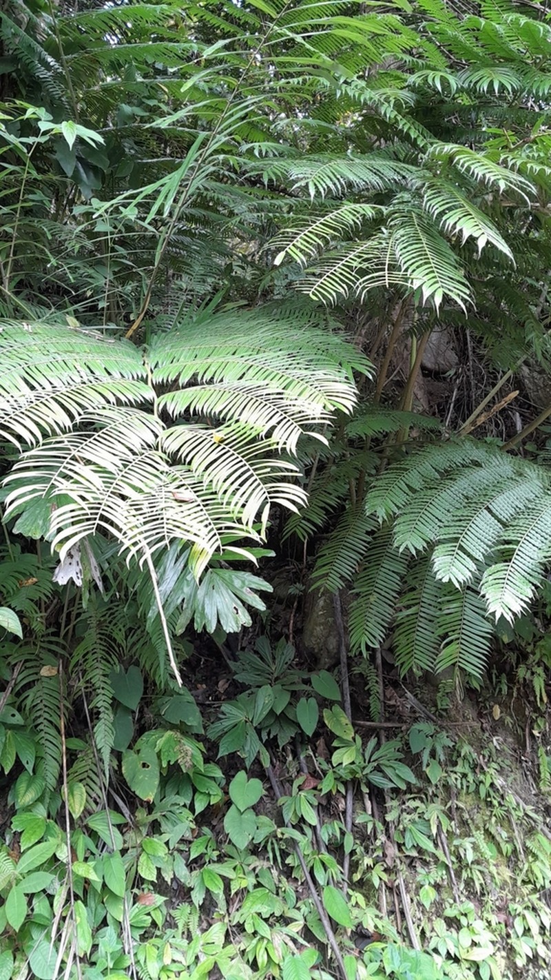 Angiopteris javanica