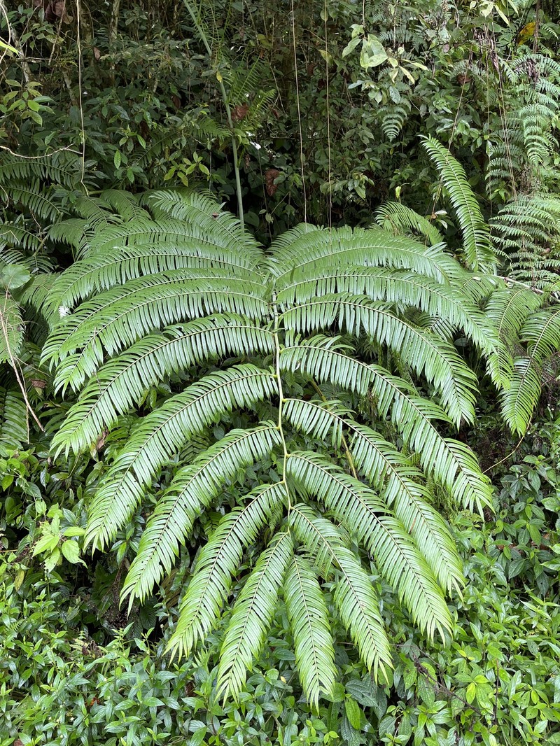 Angiopteris javanica photo 3