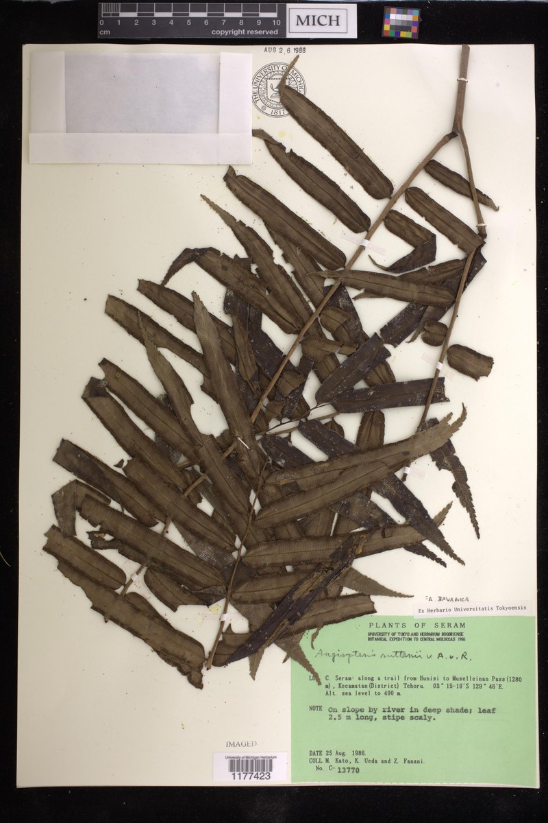 Angiopteris javanica photo 4