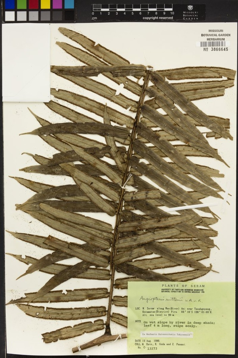 Angiopteris javanica photo 5