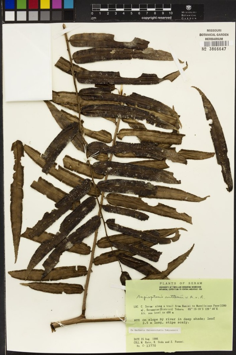 Angiopteris javanica photo 6