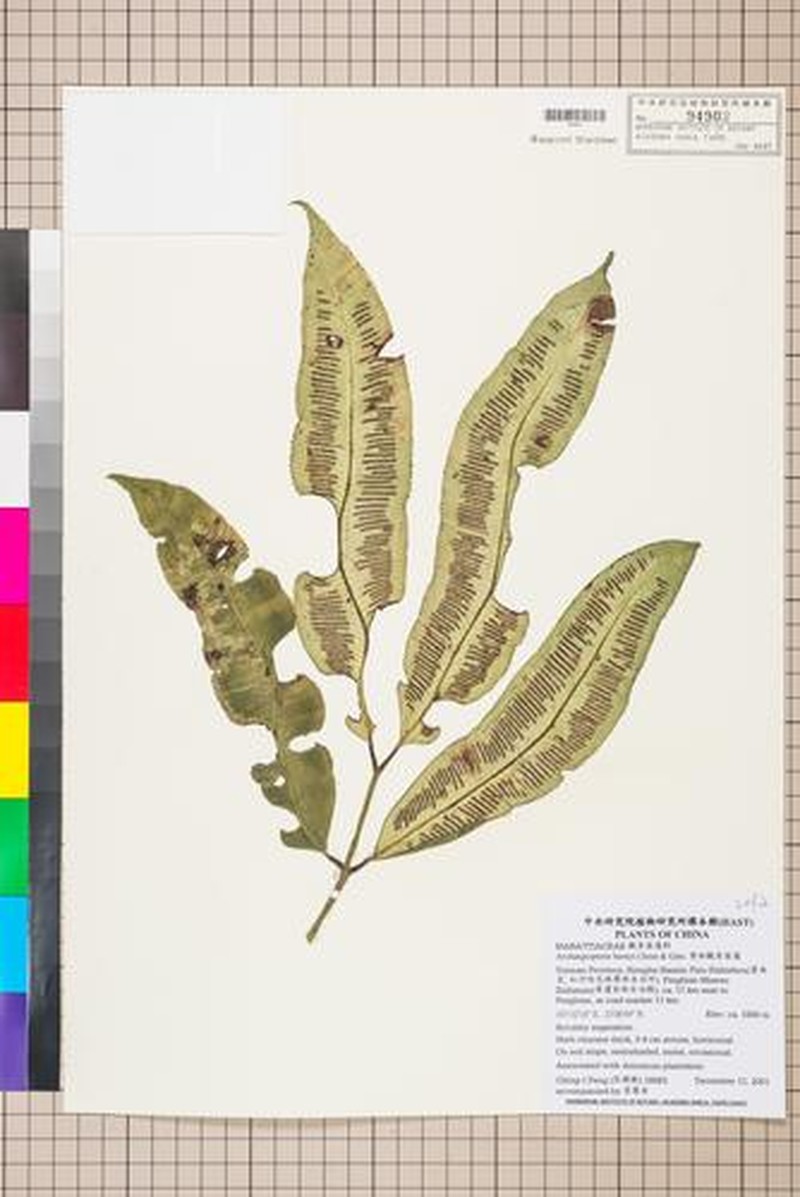Angiopteris latipinna