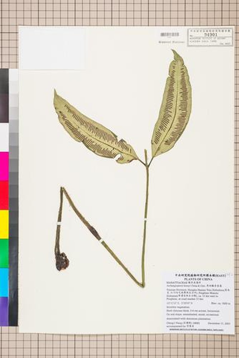 Angiopteris latipinna photo 2