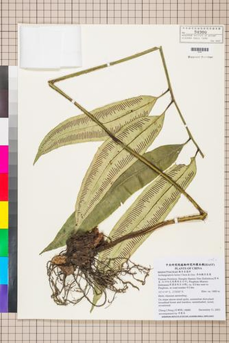 Angiopteris latipinna photo 3