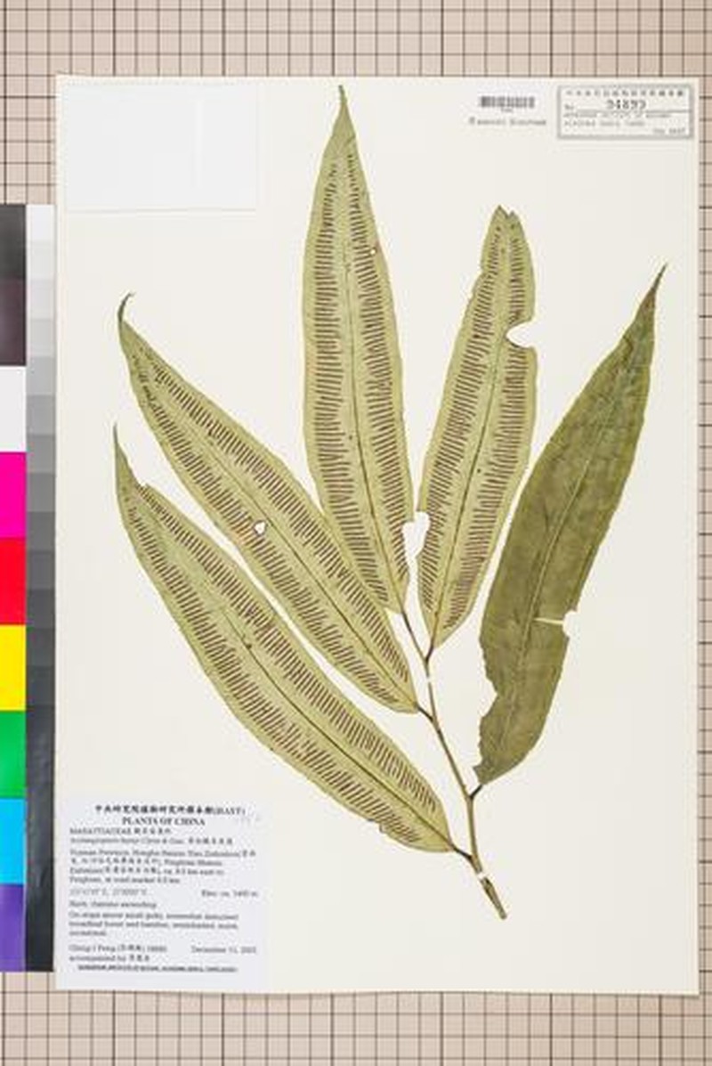 Angiopteris latipinna photo 4