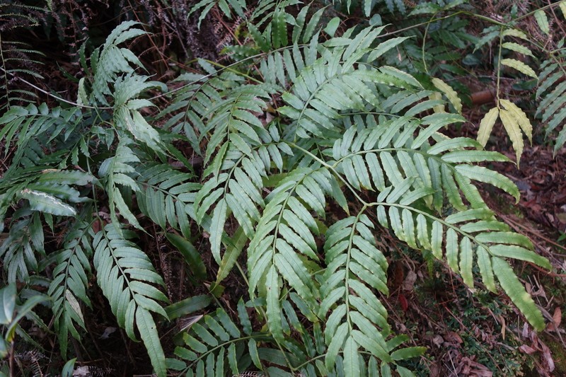 Angiopteris lygodiifolia photo 5