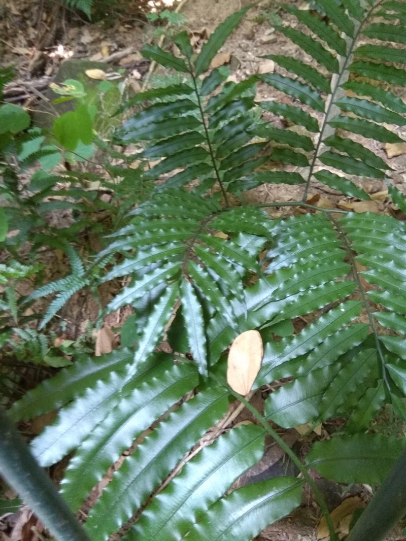 Angiopteris lygodiifolia photo 6