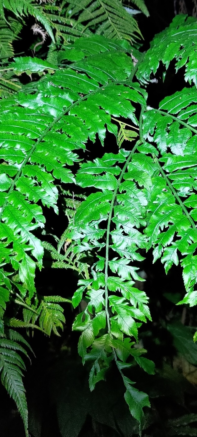 Angiopteris lygodiifolia photo 8