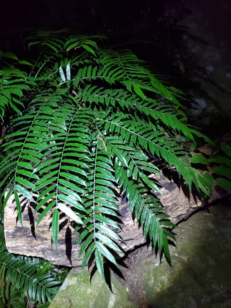 Angiopteris lygodiifolia